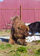 Превью фото № 207203