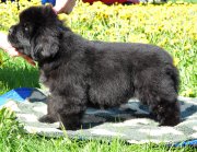 Превью фото № 207217