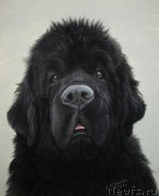 Превью фото № 207236