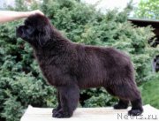 Превью фото № 207272