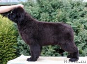 Превью фото № 207275