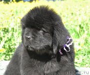 Превью фото № 207298