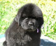 Превью фото № 207299