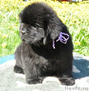 Превью фото № 207300