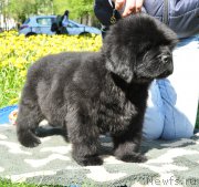 Превью фото № 207302