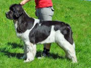 Превью фото № 207309