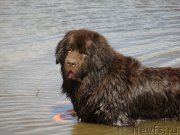 Превью фото № 207314