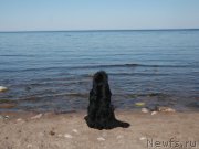 Превью фото № 207348