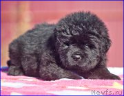 Превью фото № 207383