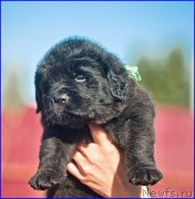 Превью фото № 207389