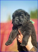 Превью фото № 207390