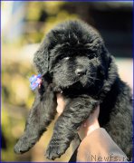 Превью фото № 207394