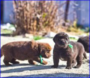 Превью фото № 207395