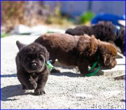 Превью фото № 207396