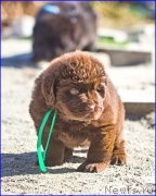 Превью фото № 207399