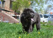 Превью фото № 207406