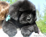 Превью фото № 207426