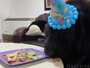 Превью фото № 207479