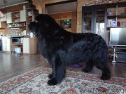 Превью фото № 207530