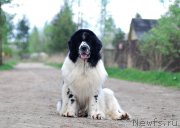 Превью фото № 207551