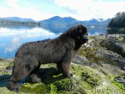 Превью фото № 207568