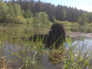 Превью фото № 207580