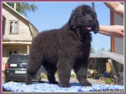 Превью фото № 207643