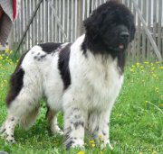 Превью фото № 207648