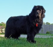 Превью фото № 207661