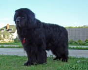 Превью фото № 207662