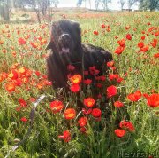 Превью фото № 207665