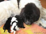 Превью фото № 207697