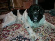 Превью фото № 207720