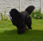 Превью фото № 207743