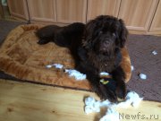 Превью фото № 207751