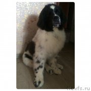 Превью фото № 207774