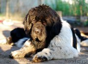 Превью фото № 207785