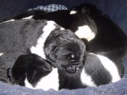 Превью фото № 207802