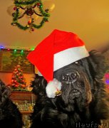 Превью фото № 207811