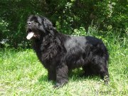 Превью фото № 207818