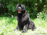 Превью фото № 207819