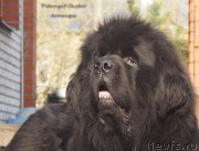 Превью фото № 207837