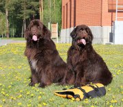 Превью фото № 207839