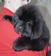 Превью фото № 207855