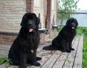 Превью фото № 207877