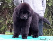 Превью фото № 207886