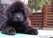 Превью фото № 207889