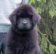 Превью фото № 207892