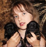 Превью фото № 207912