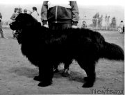 Превью фото № 207946